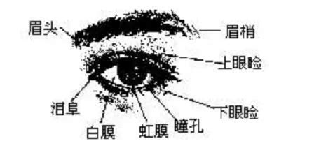 眼頭圓面相|金自在相面秘訣——眼睛篇